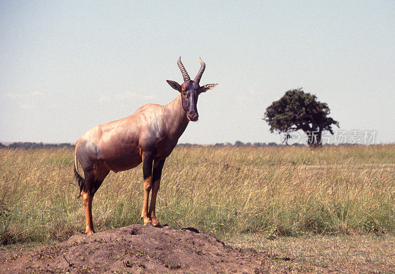 Topi looking out over the Masai Mara